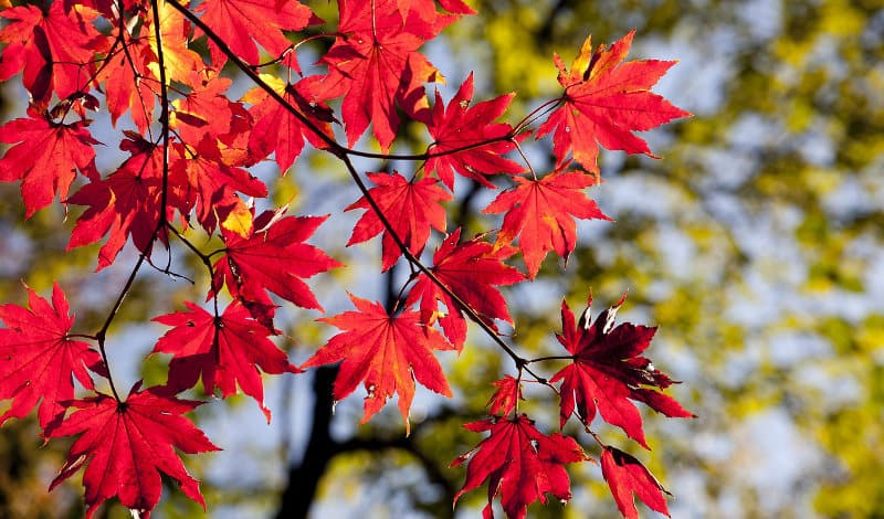 Gartenpflanzen Herbst