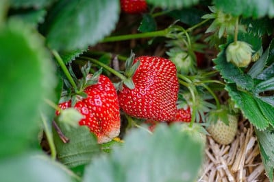 erdbeeren-im-garten-balkongarten-gartentipps-flaechenlust