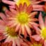 warmer herbst gartenblog flaechenlust titelbild chrysanthemums